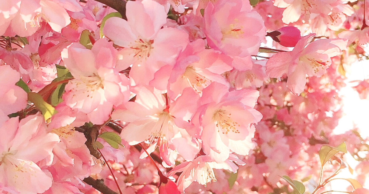 1点物 サクラカラーの情景 カバーオール【3】 ハンドメイド 桜